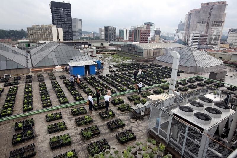 Employees of Eldorado shopping mall harvest vegetables from an organic vegetable garden on the roof of the mall in Sao Paulo, Brazil, July 8, 2015. According to a spokesperson from the mall, the remains of 10,000 meals served each day from its food courts are used as garden compost to produce vegetables on its roof top, which are later harvested and distributed to the mall's employees. The spokesperson added that the mall is able to recycle up to 25% of around 300 tons worth of garbage produced each month. Picture taken July 8, 2015. REUTERS/Paulo Whitaker - GF10000160940