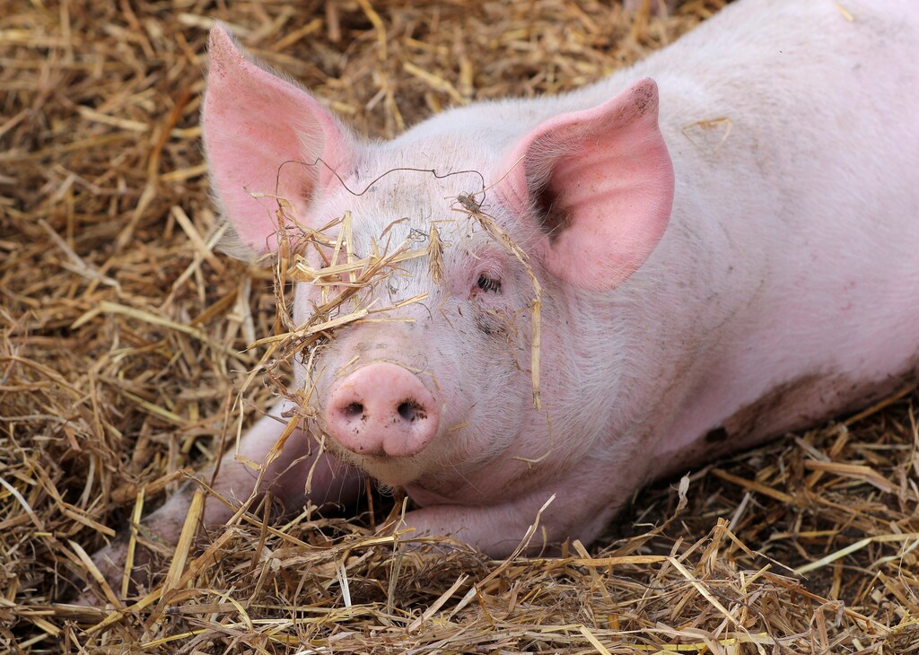 A piglet lies on straw at Siegfried Marth's organical breeding farm in Hagensdorf, Austria, October 17, 2018. REUTERS/Heinz-Peter Bader - RC120CDC9AC0