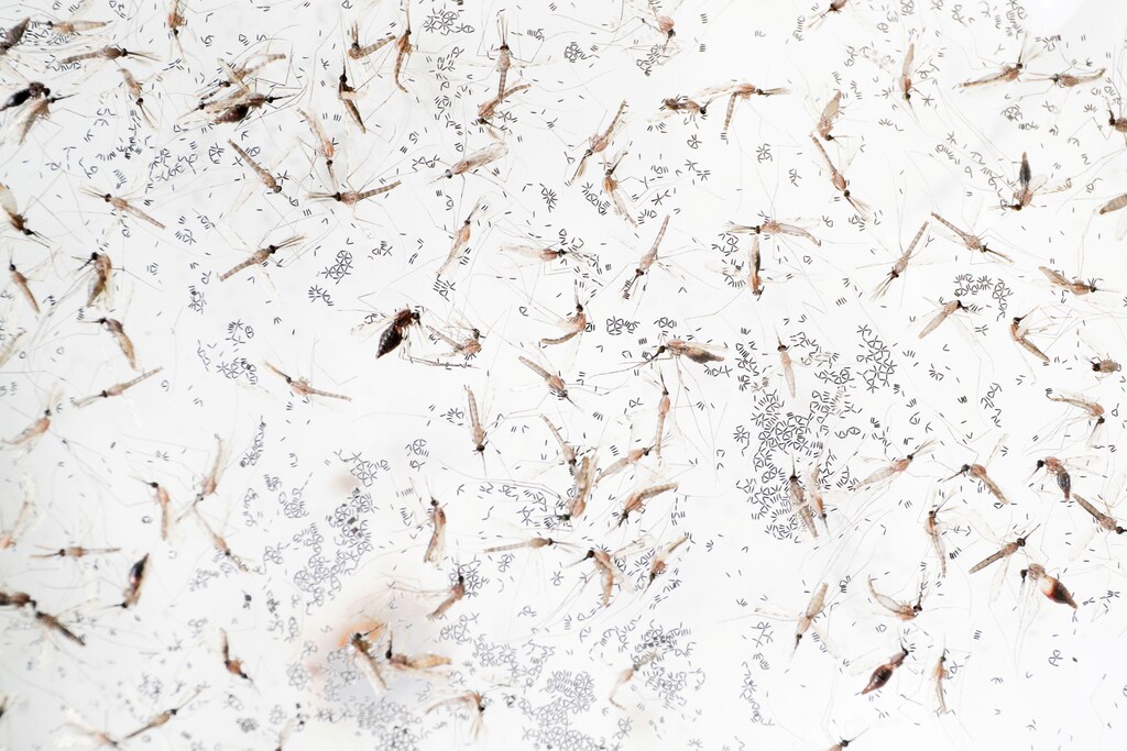 Anopheles minimus mosquitoes are pictured at a lab in the Public Health Ministry in Bangkok, Thailand