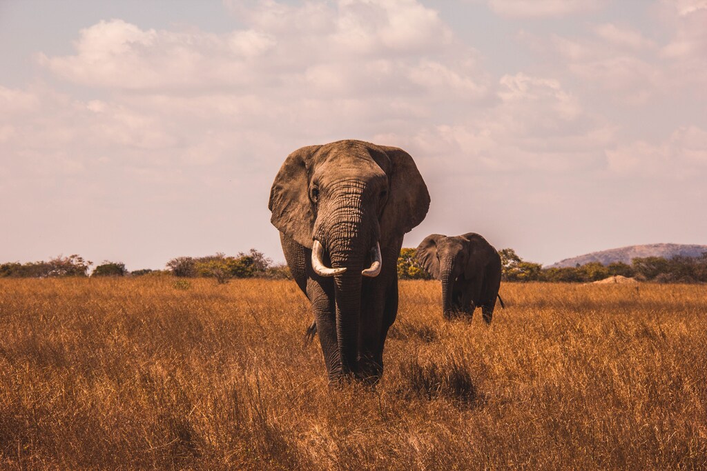 The illegal wildlife trade is now one of the world’s biggest and most profitable crime sectors, INTERPOL says.