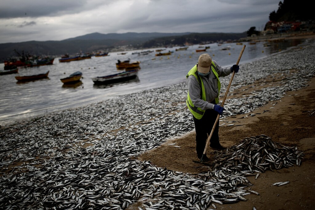 A worker removes dead anchovies washed up on the shores of the Coliumo beach near Concepcion, Chile February 20, 2022.