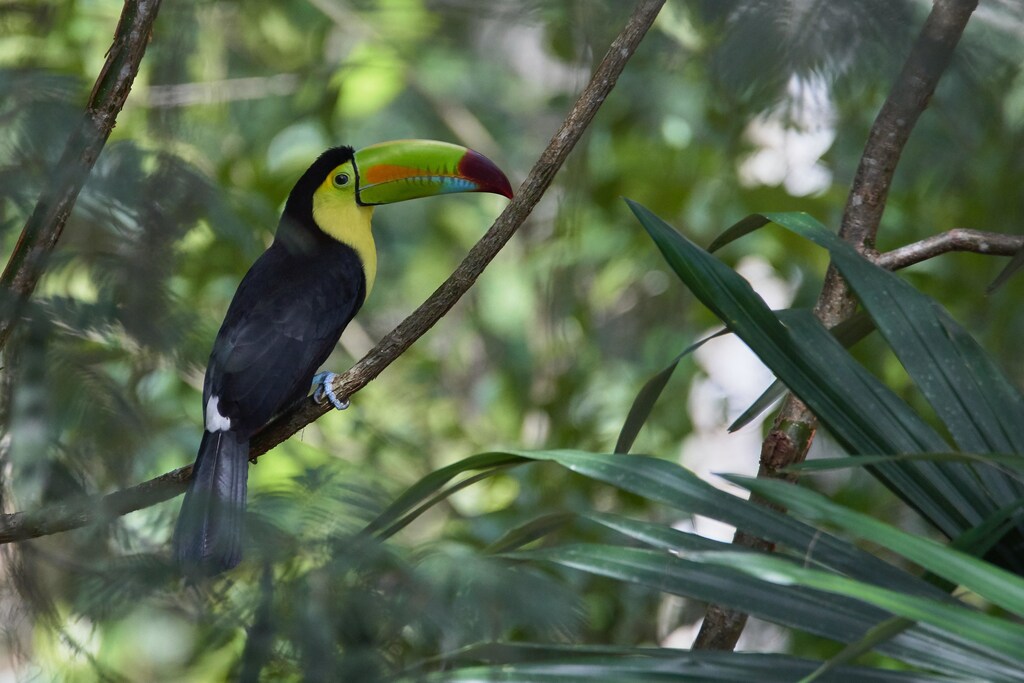 Despite decades of international commitments to protect biodiversity, little progress appears to have been made.