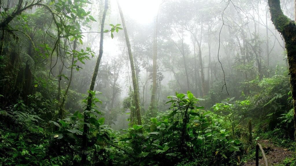 The Brazilian Amazon is home to nearly 400 Indigenous groups and holds nearly 330 protected areas.