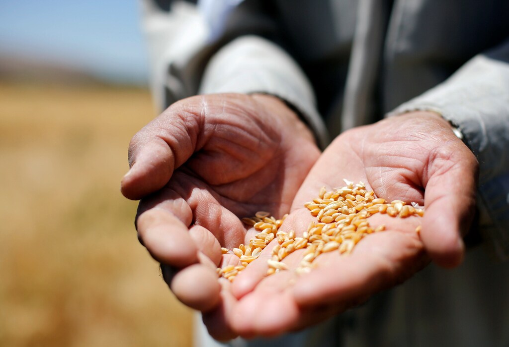 A farmer holds out grains of wheat in a field in Jdeidet Artouz, a suburb southwest of Damascus, Syria June 19, 2017. Picture taken June 19, 2017. REUTERS/Omar Sanadiki - RC17F951C640