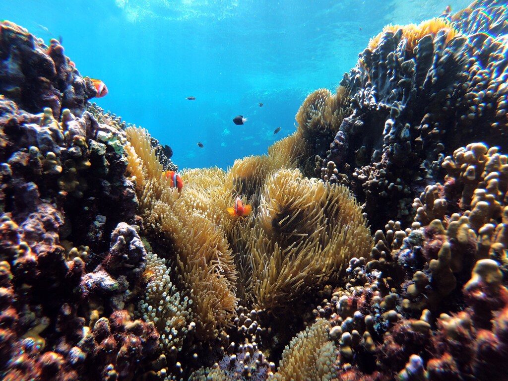 Coral reef with a variety of fish in the ocean.