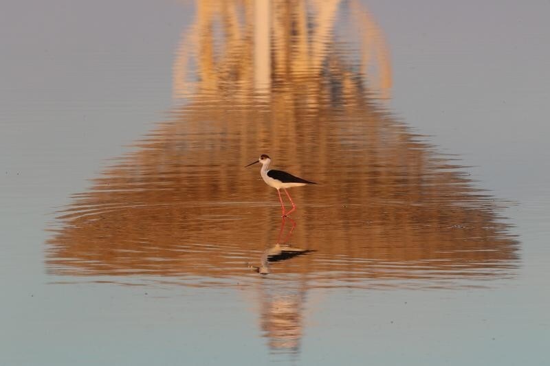 A black-winged stilt walks as the RT-70 radio telescope is reflected in the Galgasskoye lake near the village of Molochnoye, Crimea May 22, 2018.