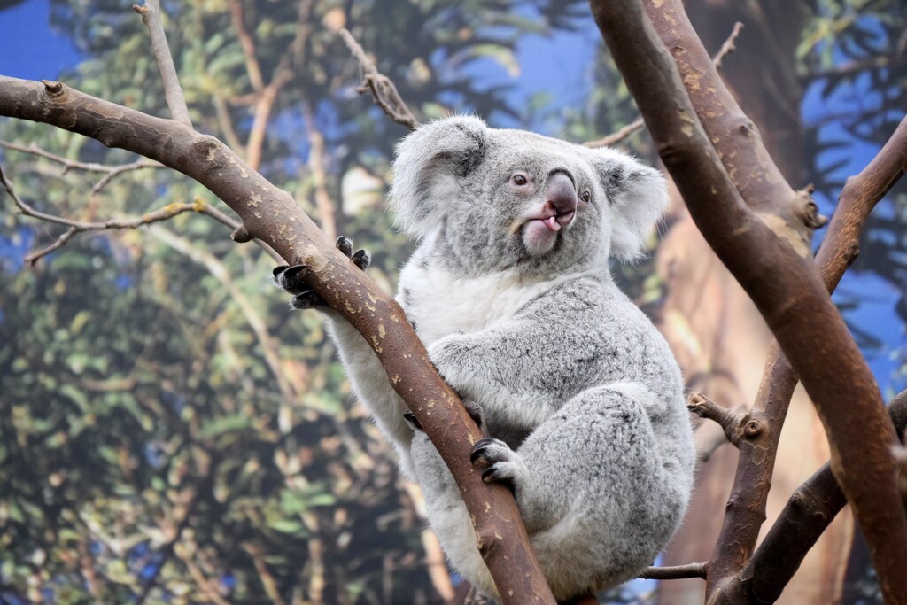 koala endangered north south wales animal welfare bush fires forest habitat land food extinct nature environment climate change australia