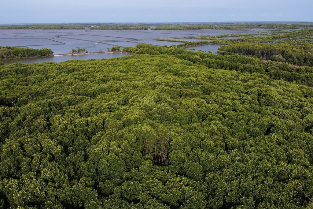 Indonesia's mangroves are at risk.