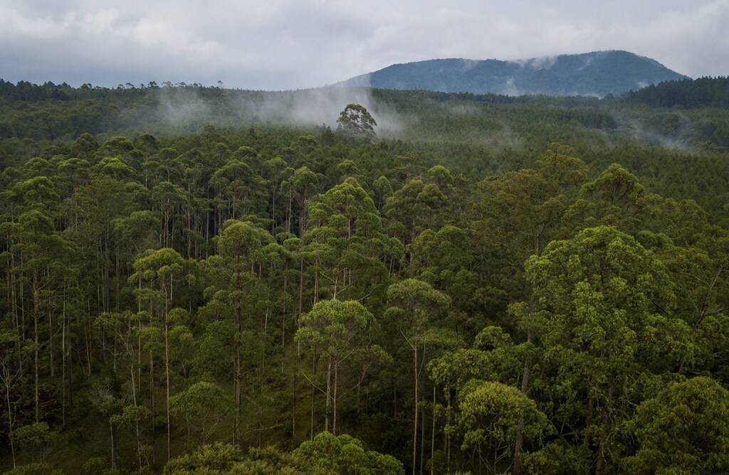 An aerial view of the Cikole protected forest near Bandung, Indonesia November 6, 2018. Picture taken November 6, 2018. Antara Foto/Raisan Al Farisi via REUTERS ATTENTION EDITORS - THIS IMAGE WAS PROVIDED BY A THIRD PARTY. MANDATORY CREDIT. INDONESIA OUT. - RC1CDCB8FCB0