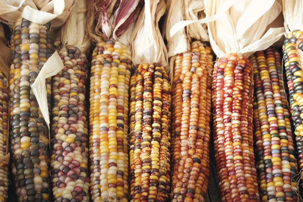 Different varieties of corn, which are yellow, black, white and red in colour.