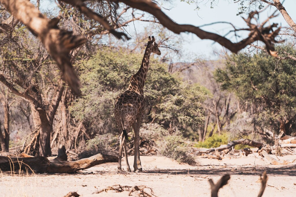 this is a giraffe in its natural habitat. The WWF has emphasised the need for measures to protect the world's biodiversity