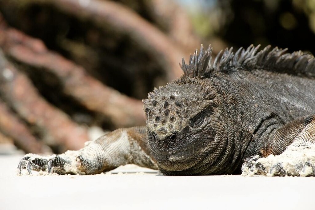 An iguana rests on the shores of the Galapagos islands