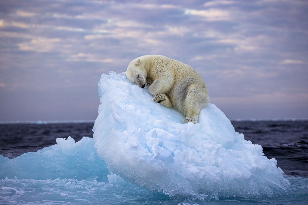 Un oso polar durmiendo en un pequeño iceberg.