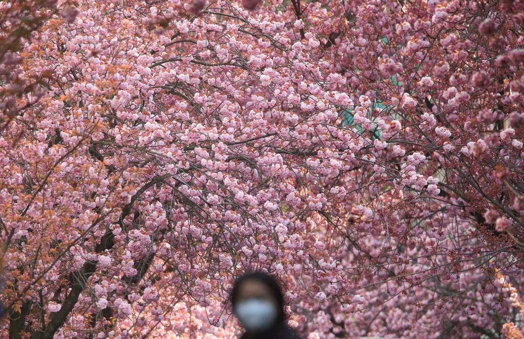A woman wears a face mask as he walks under cherry trees in full blossom in Heerstrasse (army street), the world-wide known Cherry Blossom Avenue, amid the spread of the coronavirus disease (COVID-19) in Bonn, Germany April 15, 2021. REUTERS/Wolfgang Rattay - RC2IWM9P4E9O