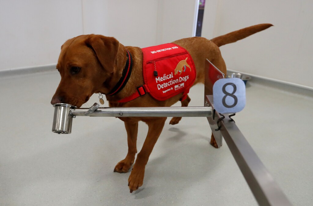 Medical Detection Dogs trainer Rob Harris (not pictured) runs a training exercise with dog Florin. Medical Detection Dogs is looking into whether man's best friend could play a role in preventing the spread coronavirus disease (COVID-19), Milton Keynes, Britain March 31, 2020. Picture taken March 31, 2020. REUTERS/Matthew Childs - RC24XF9RTWXC