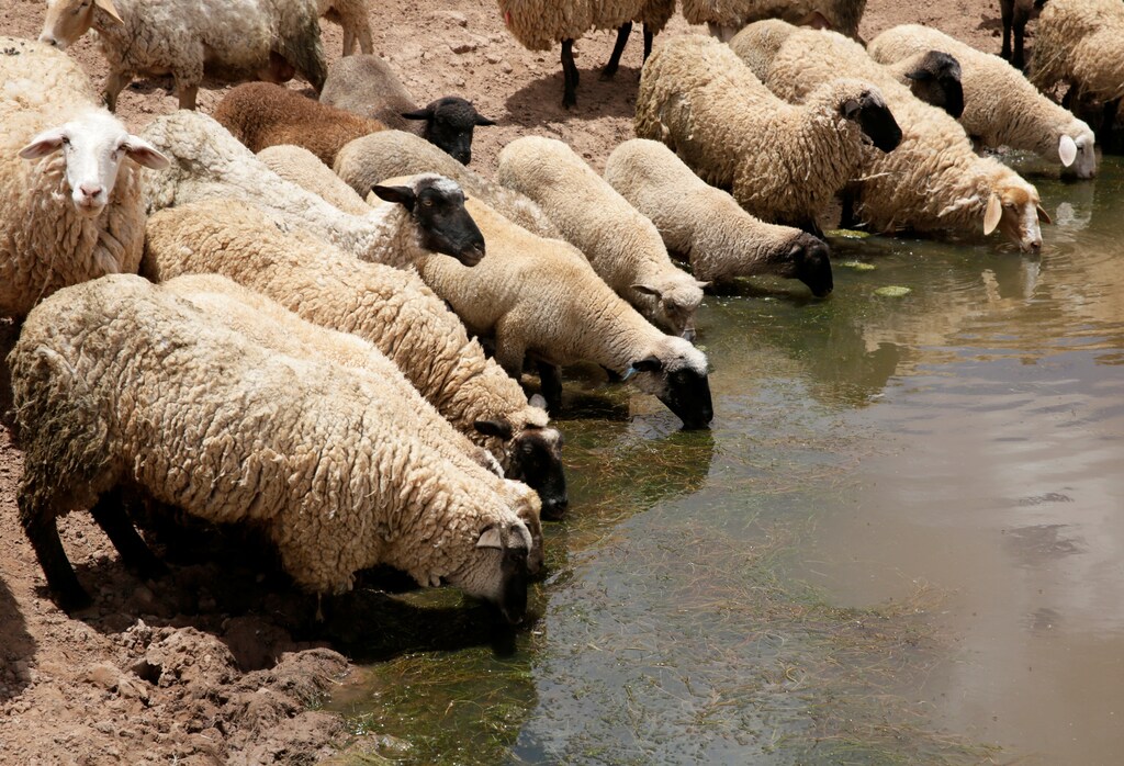 Sheep drink from a watering hole during the worst drought in 25 years in Chaytavi, Bolivia December 1, 2016. Picture taken in December 1, 2016. REUTERS/David Mercado - RTSUDJY