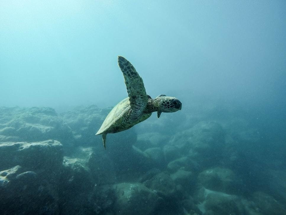 Oceans ocean biodiversity global health Race to Zero WEF World Economic Forum