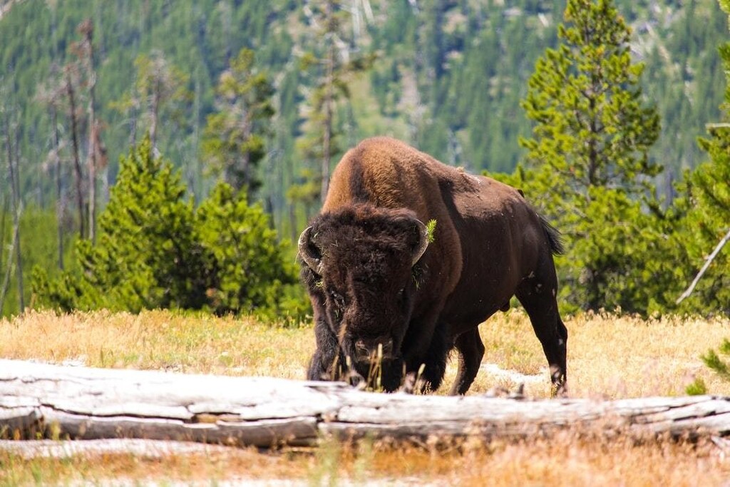 A bison in Yellowstone National Park.