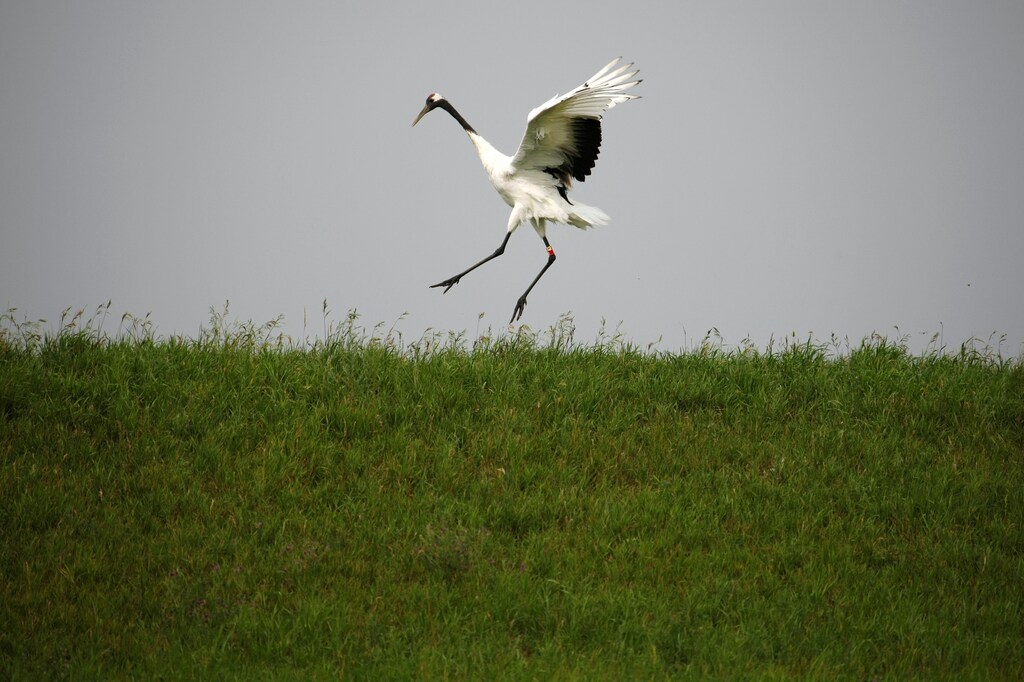 A red-crowned crane spreads its wings in Zhalong Nature Reserve, in Heilongjiang province, August 11, 2014. The red-crowned crane is on the red list of endangered species released by the International Union for Conservation of Nature (IUCN), and its population continues to decline. Picture taken August 11, 2014. REUTERS/Jacky Chen/File Photo