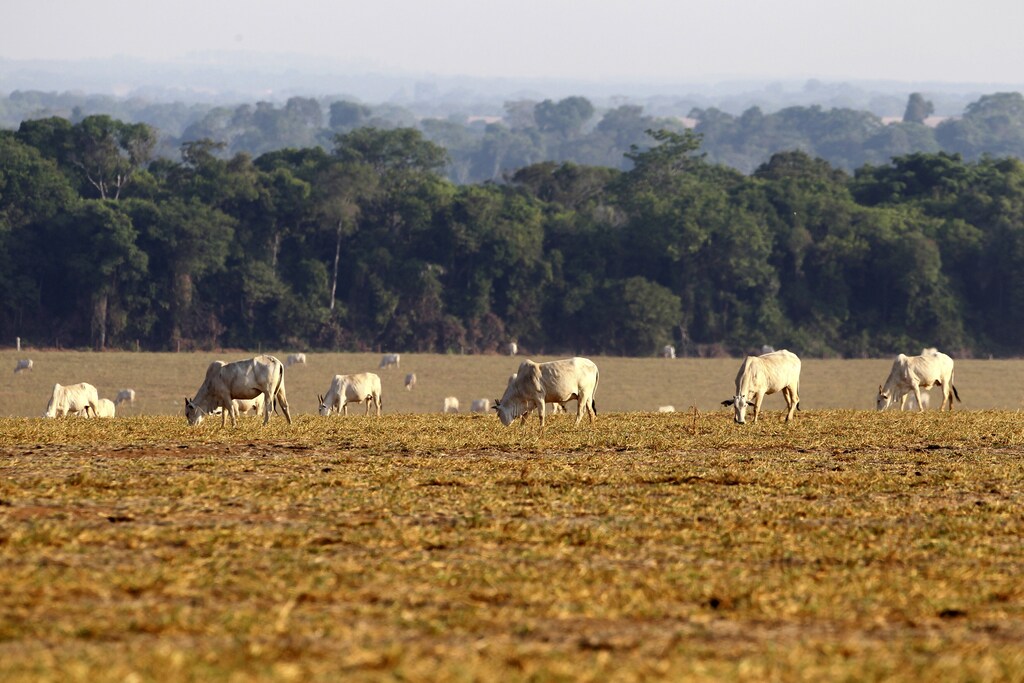 Cattle is seen at feedlot at Santa Maria da Amazonia farm in Sorriso, in the central Brazilian state of Mato Grosso September 7, 2011. Brazil, with its chronic social inequalities, relied on homesteading until the last decade to populate and secure its vast, United States-sized interior. Unbridled expansionist policies eventually brought environmental and trade pressure to a head in the last decade, on fears the Amazon would be lost, hastening global warming. Government efforts to rein in agriculture also threaten to derail the very investments needed by farmers to keep yields improving in existing areas and for orderly, legal expansion. Picture taken September 7, 2011. To match Feature BRAZIL-FARMING/ REUTERS/Paulo Whitaker (BRAZIL - Tags: ANIMALS BUSINESS AGRICULTURE)