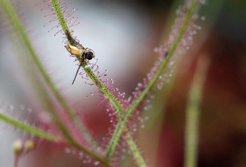 An insect sticks to a Drosera capensis, a meat-eating plant on display at the carnivorous plant fair "Dejate Atrapar" (Let Yourself Get Caught), in Bogota, Colombia July 19, 2018. REUTERS/Luisa Gonzalez - RC1F215CEF60