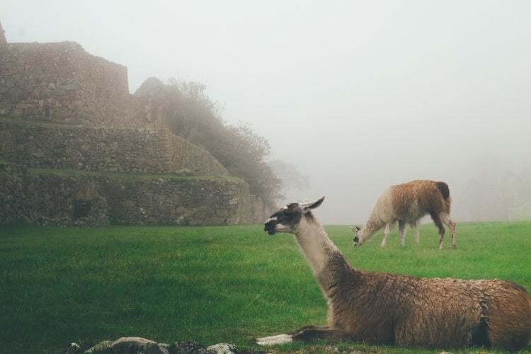 image of llamas in Peru