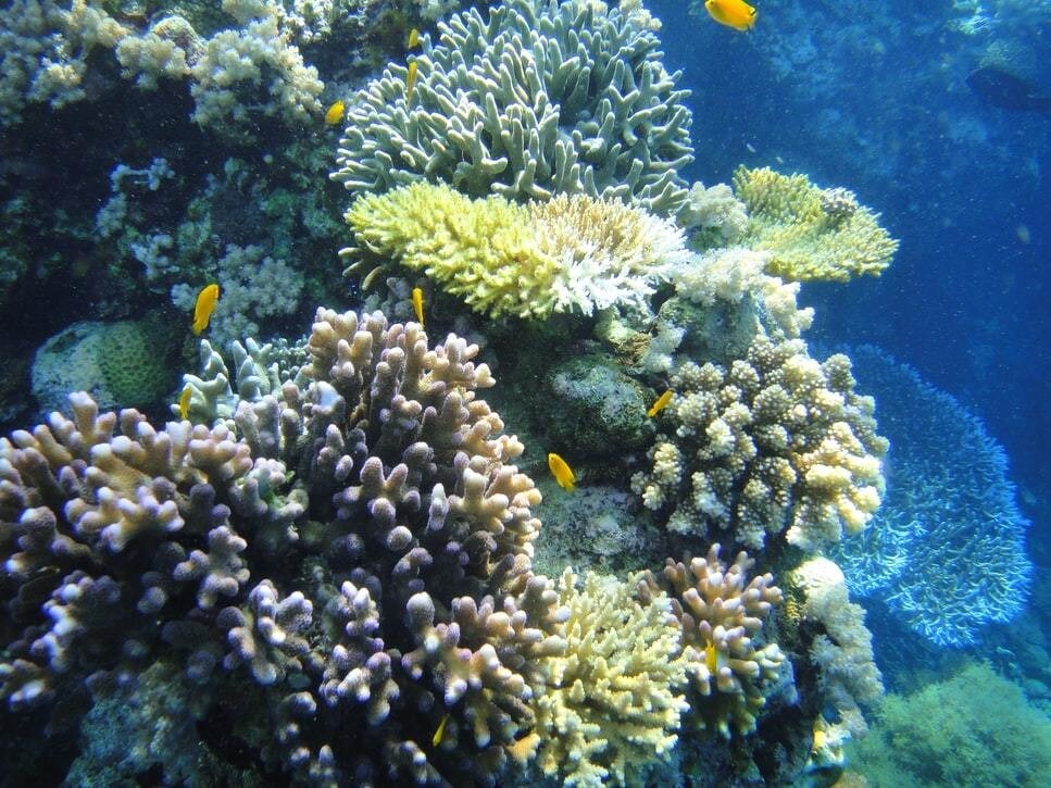 A croal reef is photographed with fish swimming around it.