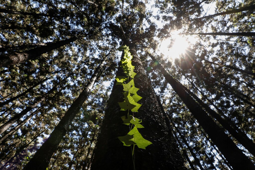 A vine climbs along the bark of a tree in the Karura forest in Nairobi, Kenya, April 16, 2020.