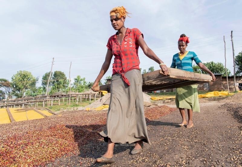 Workers remove coffee beans that did not meet the necessary grading in Holiso cooperative of Shebedino district in Sidama, Ethiopia November 30, 2018. Picture taken November 30, 2018. REUTERS/Maheder Haileselassie - RC193327BC70