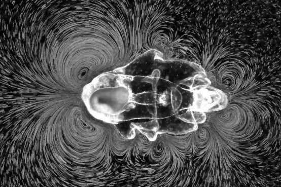 Depending on whether it is swimming or feeding, the starfish larva generates different patterns of vortices.
