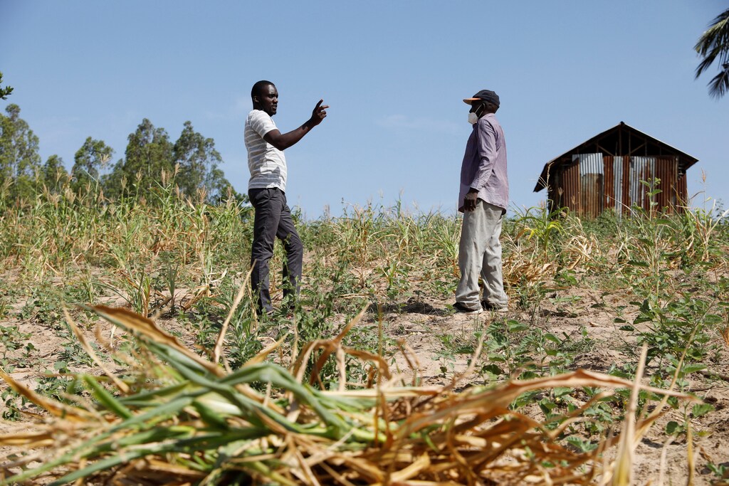 FEWS NET scientist Chris Shitote talks to farmer Bernard Mbithi after he uprooted his maize field that failed because of a drought in Kilifi county.