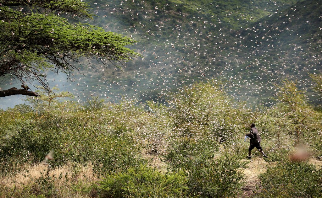 Ahmed Ibrahim, 30, an Ethiopian farmer, attempts to fend off desert locusts as they fly in his khat farm on the outskirt of Jijiga in Somali region, Ethiopia January 12, 2020. Picture taken January 12, 2020. REUTERS/Giulia Paravicini - RC2XEE9X2Q6V