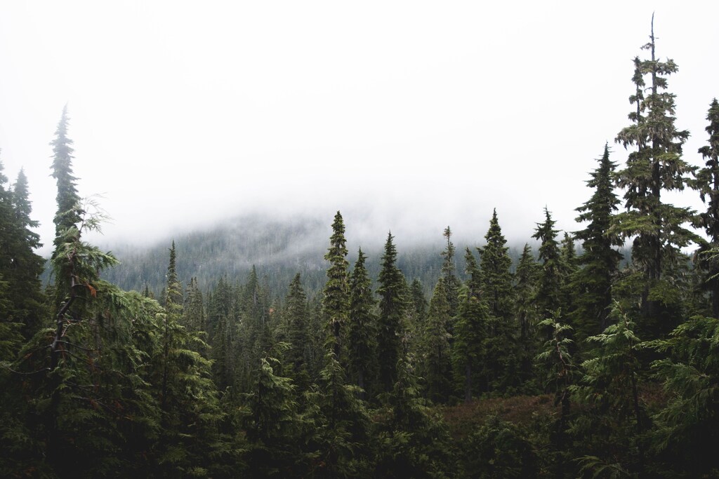 Young white spruce trees are growing in the Arctic tundra over a century earlier than expected.