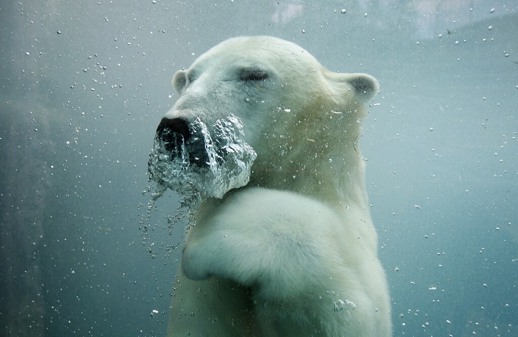 A polar bear swims underwater in the St-Felicien Wildlife Zoo in St-Felicien, Quebec October 31, 2011. According to Environment Canada, Canada is home to around 15,000 of the estimated 20,000 polar bears in the world. The U.S. (Alaska), Russia, Denmark (Greenland) and Norway are the other four countries where polar bears can be found. REUTERS/Mathieu Belanger (CANADA - Tags: ANIMALS TPX IMAGES OF THE DAY) - GM1E7B1128O01