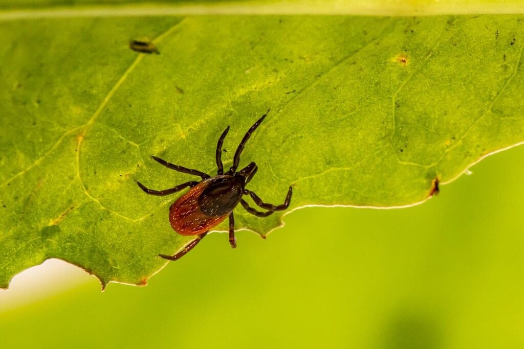 A deer tick (Ixodes scapularis).