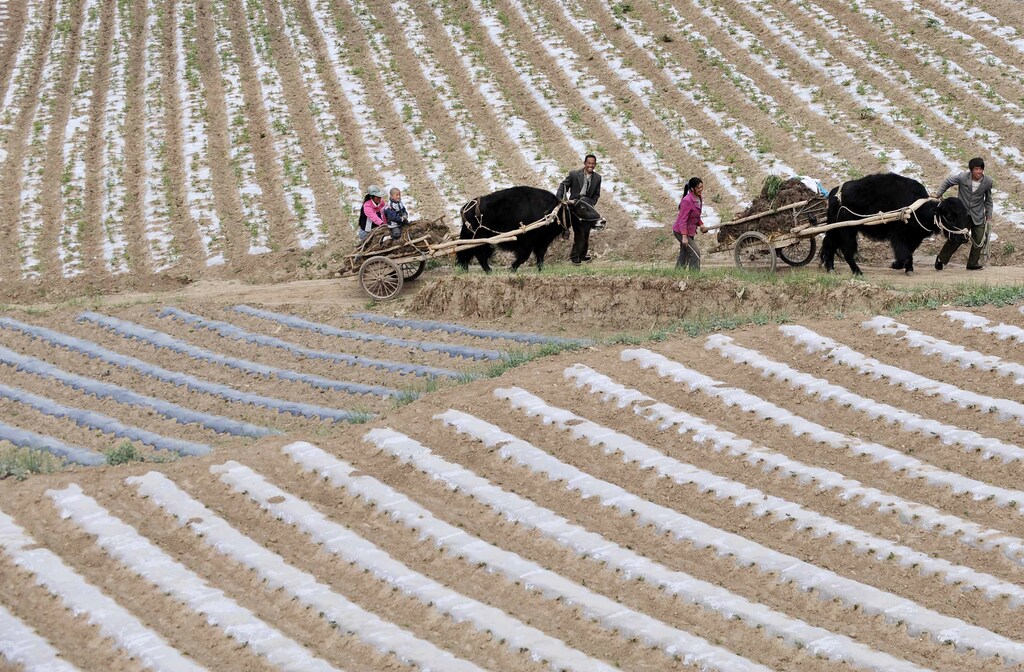Farmers lead their cows transporting carts of cow dung, to be used as fertiliser, as they walk past a field of codonopsis pilosula, a traditional Chinese medicine also known as dang shen, in Min county, Gansu province May 31, 2011. Rows of white plastic shields have been installed to protect the roots of the dang shen to keep it warm and moist. Commonly used as a cheaper substitute for ginseng, the herb is believed to lower blood pressure, boost one's immune system and improve appetite. REUTERS/Stringer (CHINA - Tags: AGRICULTURE SOCIETY HEALTH) - GM1E75V1LLJ01