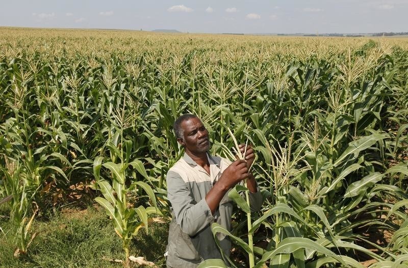 Koos Mthimkhulu inspects his crop at his farm in Senekal, about 287km (178 miles) in the Eastern Free State, in this February 29, 2012 file photo. South Africa's plans to undo the wrongs of apartheid by returning land seized from native blacks is embodied in the life of Mthimkhulu. He was born on a white-owned farm in 1955 and attended a school set up by white farmers to give him only enough education for a life as field hand. A short childhood gave way to decades of milking cows, driving tractors and plowing fields for poverty-level wages.When white-minority apartheid rule ended in 1994, the new democratic government made it a top priority to return land to those who were dispossessed, placing the idea in the country's new constitution. It selected Mthimkhulu for a reform programme where it would buy agricultural land from white farmers and turn it over to blacks who had legitimate claims for the territory. Picture taken February 29, 2012. REUTERS/Siphiwe Sibeko (SOUTH AFRICA - Tags: AGRICULTURE POLITICS ENVIRONMENT BUSINESS) - RTR315NQ
