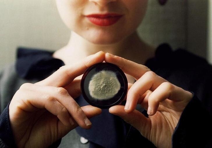 A sample of the original penicillin mould cultivated by scientific pioneer Alexander Fleming, which is expected to sell for more than 10,000 pounds sterling at Sotheby's auction house, is held by a Sotheby's assistant March 8. The original glass plate is preserved in Fleming's labo ratory at St Mary's Hospital in London, but the scientist gave two specimens to his assistant, one of which is now for sale