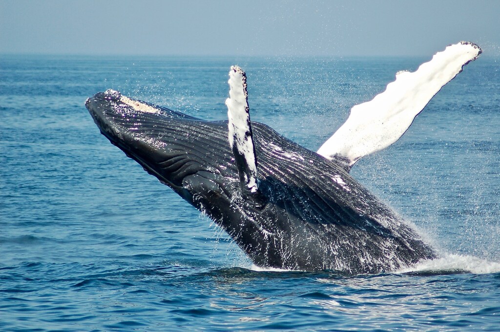 This photo shows a whale breaching