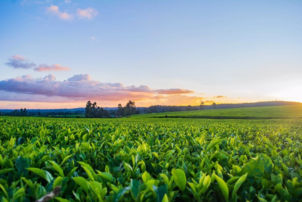 Los mercados del mañana podrían incluir proyectos tecnológicamente avanzados en torno a la agricultura, considerada un sector prioritario.
