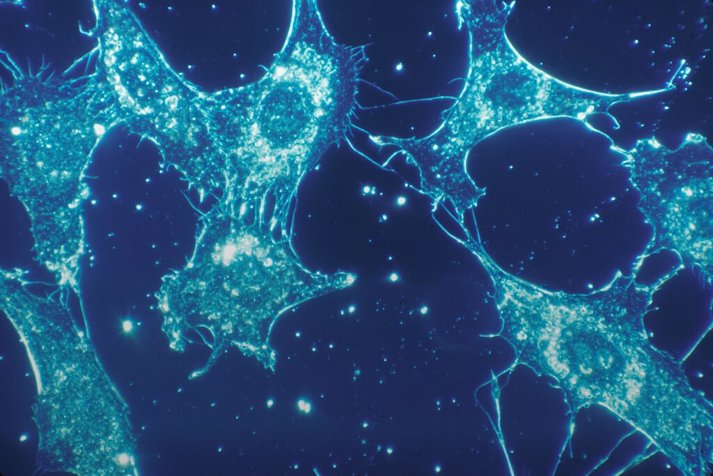 Telescopic view of a microorganism.