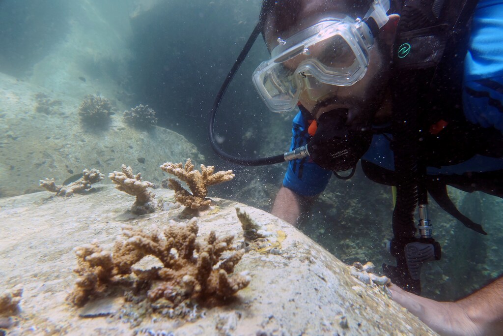 Un buzo inspecciona el coral transplantado cerca del puerto de Dibba en Fujairah (Emiratos Árabes Unidos), el 15 de junio de 2020.