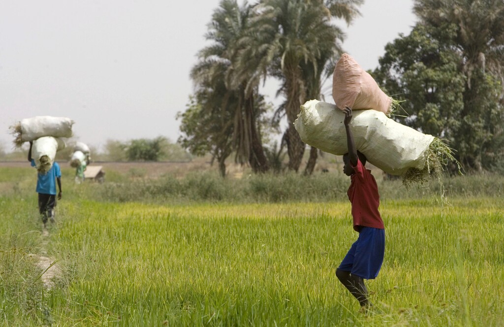 Boys carry sacks of weeds through fields of rice on the outskirts of Richard Toll town June 3, 2008. Senegal wants to transform this baking hot valley into a rice bowl for Africa but farmers scrabbling in the dirt with hand-made hoes say the grand plan will take more than fine words from the president. Picture taken June 3, 2008. REUTERS/Normand Blouin (SENEGAL) - GM1E4641EU501