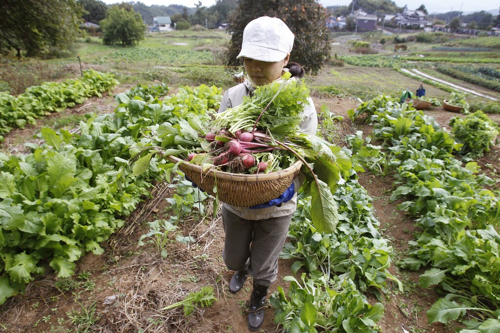 Madoka Hirabayashi from Tokyo holds a basket filled with freshly-harvested organic vegetables during a permaculture workshop in Hokuto, 150 km (93 miles) west of Tokyo October 23, 2010. Food Forest Club, a workshop organised by non-profit organisation Social Concierge, is aimed at promoting a recycling-based lifestyle and preserving biodiversity through experiencing the organic ways of living. Negotiators from over 190 countries are gathered in Nagoya, Japan, for a United Nations meeting to discuss ways to fight rising extinctions of plants and animals from pollution, climate change and habitat loss. REUTERS/Yuriko Nakao (JAPAN - Tags: AGRICULTURE ENVIRONMENT POLITICS SOCIETY) - GM1E6AO03TC01