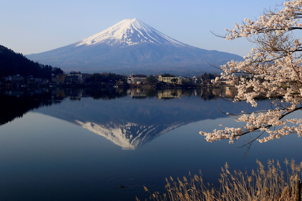 General view of cherry blossom trees with Mount Fuji in the background at Lake Kawaguchiko, Fujikawaguchiko, Japan, April 14, 2024. REUTERS/Carlos Perez Gallardo
