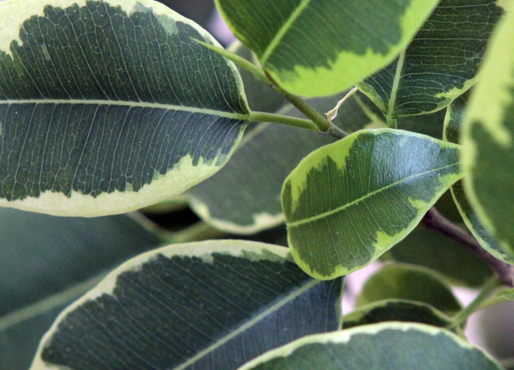 Leaves of a ficus are seen inside an office in Kiev March 28, 2012. REUTERS/Anatolii Stepanov ( - Tags: ENVIRONMENT) - LR2E83S1N1O50