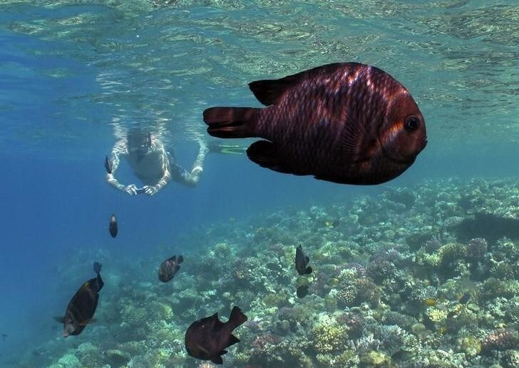 A tourist and domino fish (Dascyllus trimacultus) swim together near corals at the Egyptian resort of Madinat Makadi near Hurgada June 8, 2011. REUTERS/Gleb Garanich (EGYPT - Tags: TRAVEL ANIMALS)