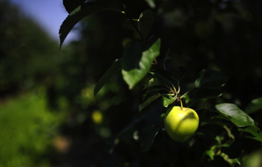 An apple is seen on a tree at an orchard, near Grojec August 4, 2014. Moscow announced its ban on most fruit and vegetable imports from Poland on Wednesday following the European Union's decision to impose sanctions targeting Russia's banking, oil and defence sectors because of the Kremlin's actions in Ukraine. Poland is the world's largest exporter of apples with more than two-thirds of them going to Russia. The statistics office put the value of Poland's apple exports to Russia last year at 273 million euros ($366 million). REUTERS/Filip Klimaszewski (POLAND - Tags: AGRICULTURE POLITICS BUSINESS) - GM1EA841NWV01