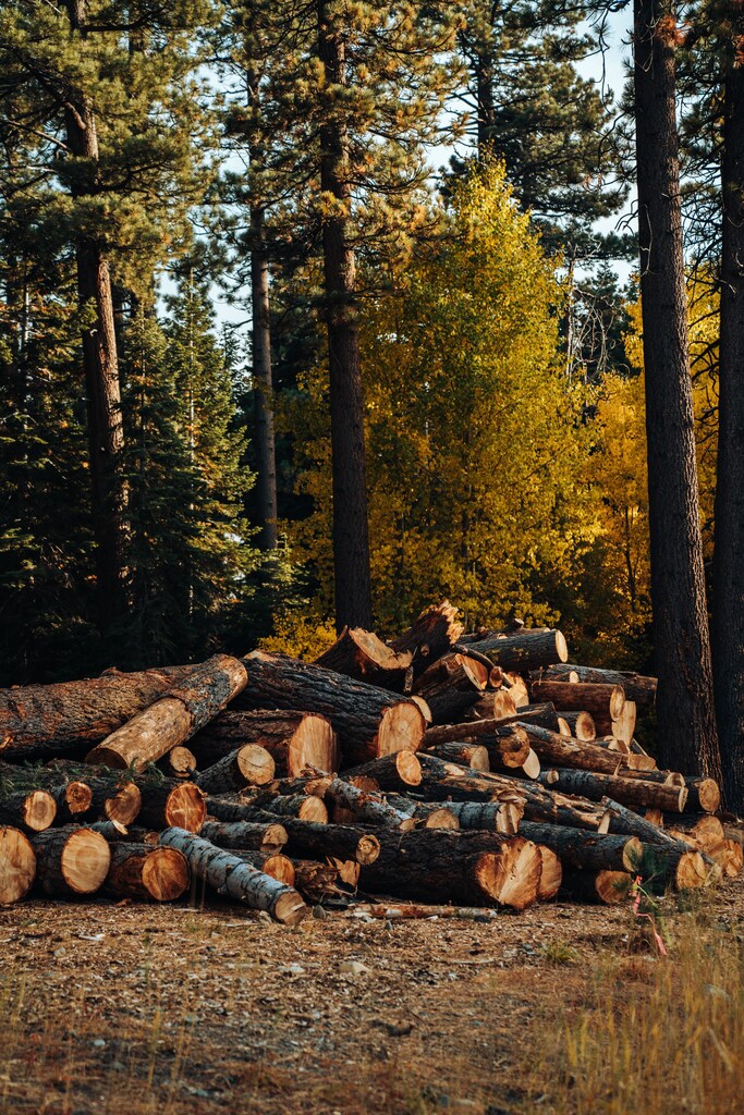 Stacked timber logs in the forests of Emerald Bay.