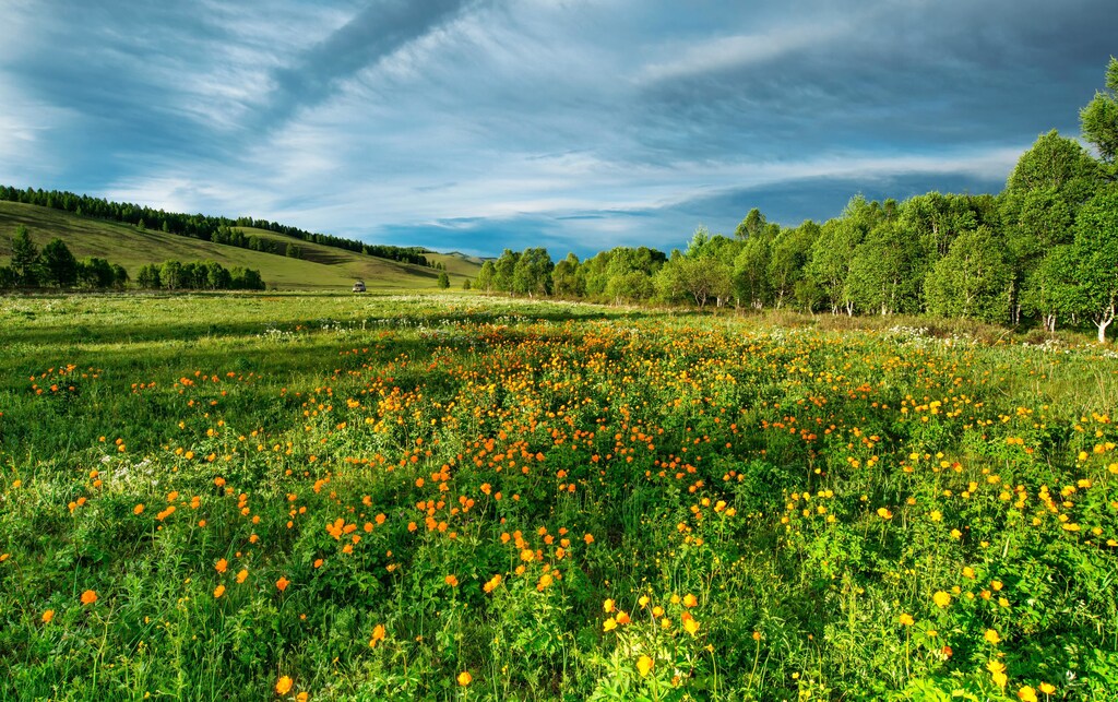 Conserving 79% of the remaining vegetation on the planet is important to achieving climate and conservation goals set by the United Nations.